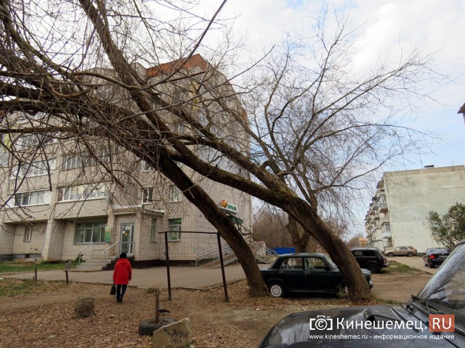 Аварийные деревья угрожают жизни кинешемцев фото 4