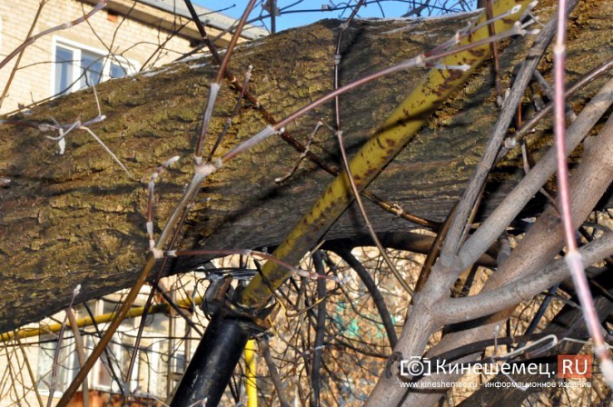 В Кинешме, несмотря на опасность, не спешат убрать упавшее на газопровод дерево фото 8