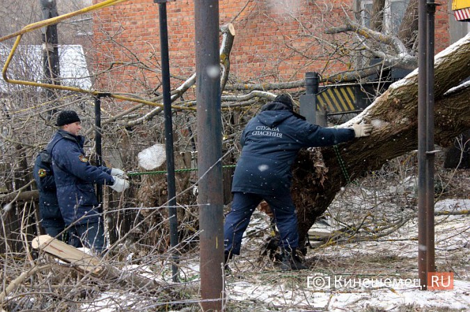 Кинешемские спасатели убрали упавшее на газопровод дерево фото 4