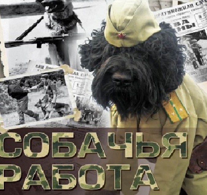 Кинешемцам покажут настоящую собачью работу фото 2