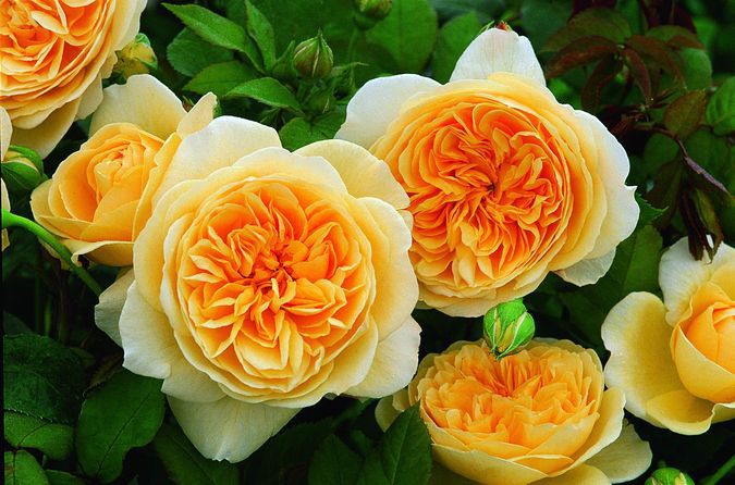 Весенняя распродажа саженцев роз пройдет в Кинешме фото 10