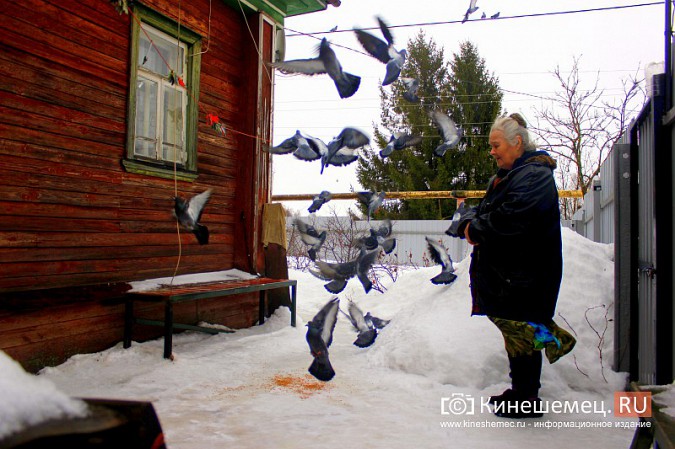 Сердобольная кинешемка круглый год прикармливает божьих птиц фото 8