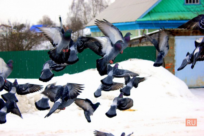 Сердобольная кинешемка круглый год прикармливает божьих птиц фото 10