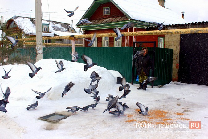 Сердобольная кинешемка круглый год прикармливает божьих птиц фото 4