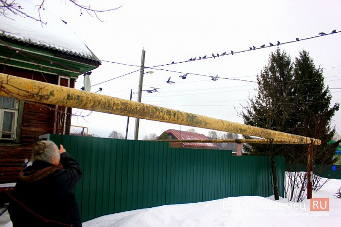 Сердобольная кинешемка круглый год прикармливает божьих птиц фото 6