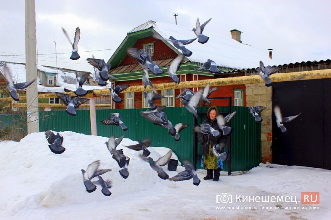 Сердобольная кинешемка круглый год прикармливает божьих птиц фото 3