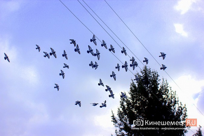 Сердобольная кинешемка круглый год прикармливает божьих птиц фото 5