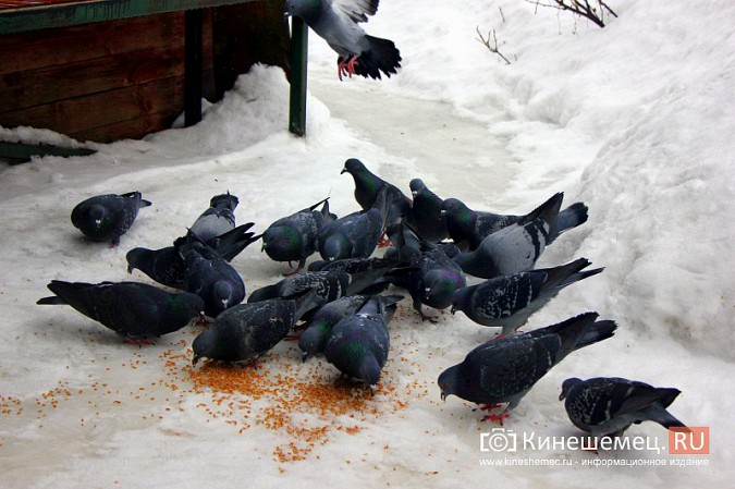 Сердобольная кинешемка круглый год прикармливает божьих птиц фото 9