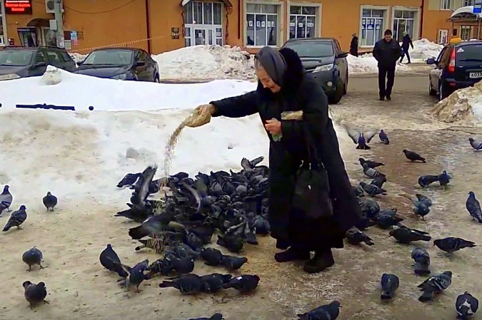 Сердобольная кинешемка круглый год прикармливает божьих птиц фото 2