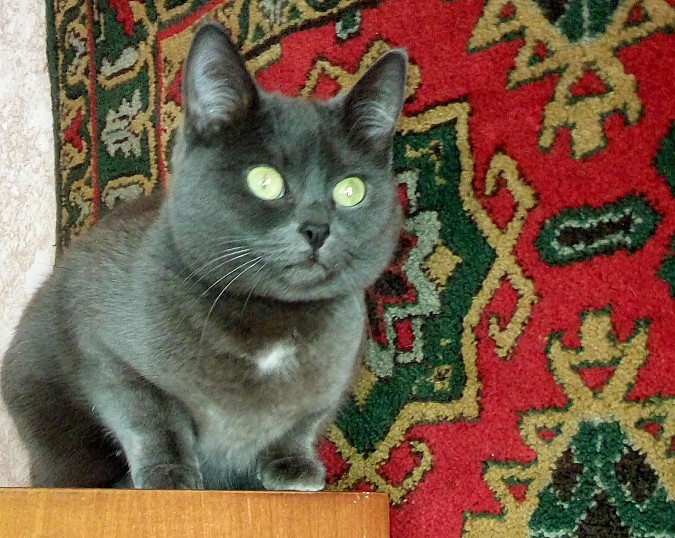 В Кинешме бабушка просит горожан помочь с поиском любимой кошки Ленуськи фото 2