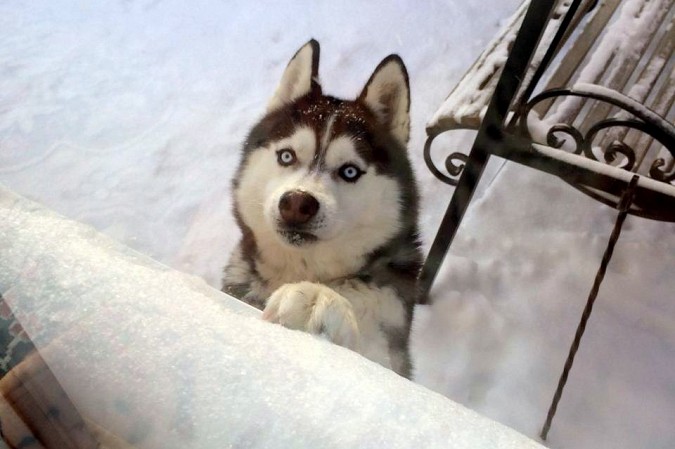 На «Автоагрегате» разыскивают сибирскую хаски по кличке Юки фото 2