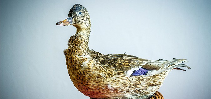 В Кинешме стартовал проект «Неживая природа» фото 7