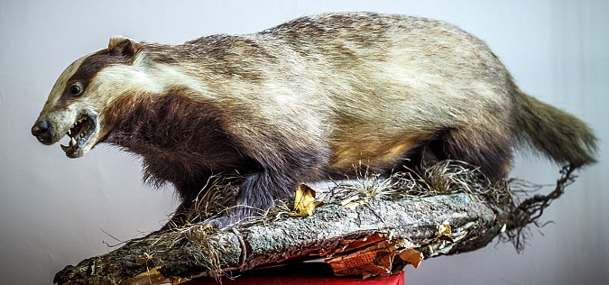 В Кинешме стартовал проект «Неживая природа» фото 5