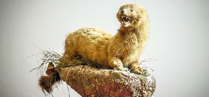 В Кинешме стартовал проект «Неживая природа» фото 8