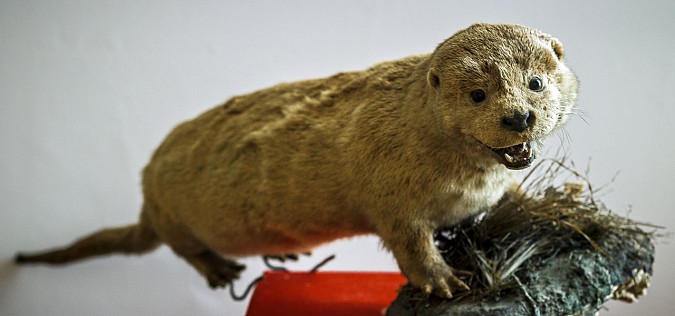 В Кинешме стартовал проект «Неживая природа» фото 6