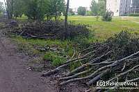 В Кинешме работники УГХ выпиливают аварийные деревья