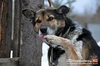 В Кинешемском районе отловят 37 безнадзорных собак