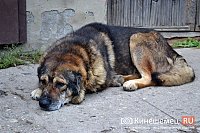 Проблемой отлова собак в Кинешемском районе занялись только после прокурорской проверки