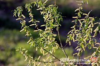 В Ивановской области высадят 500 тысяч деревьев