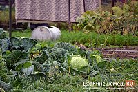 В Ивановской области впервые пройдет «Праздник урожая»