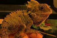 Ветеринарные услуги: лечение экзотических животных