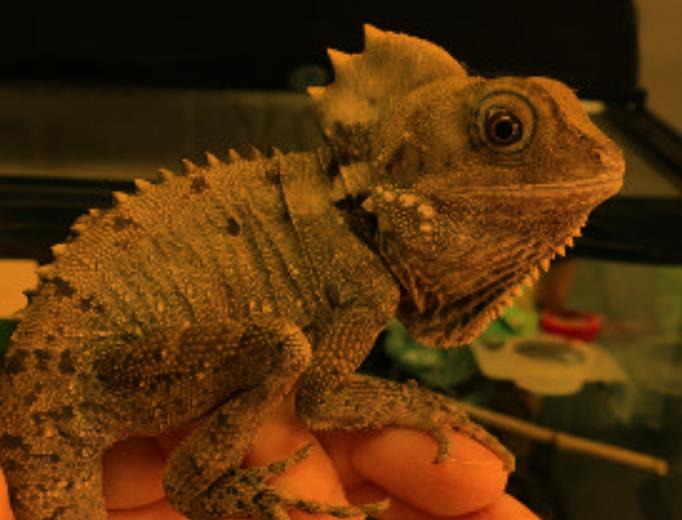 Ветеринарные услуги: лечение экзотических животных