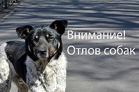 Отловом кинешемских бездомных собак займется шуйский приют «Хвостики»