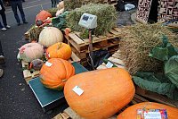 Кинешемцы приняли участие в общеобластной народной ярмарке «День урожая»