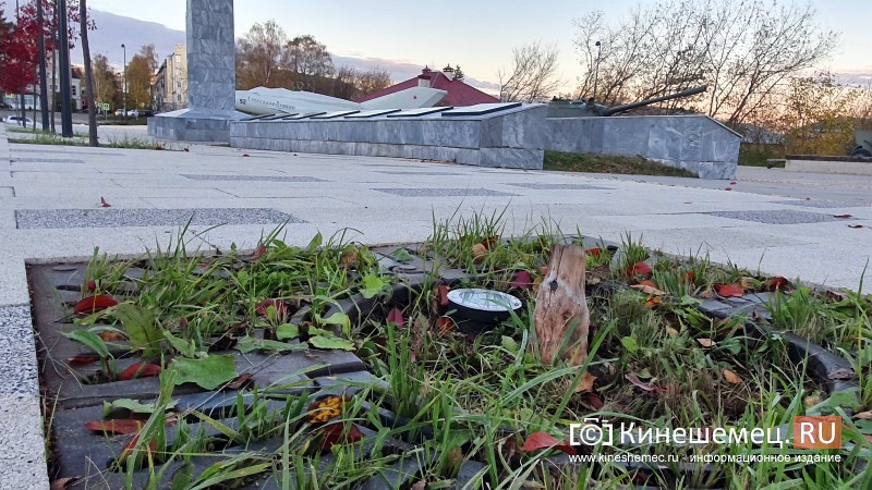На входе в центральный парк Кинешмы начали погибать декоративные яблони