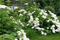 Декоративные саженцы для сада