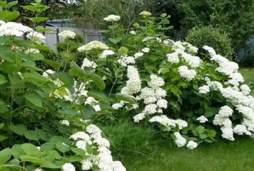 Декоративные саженцы для сада