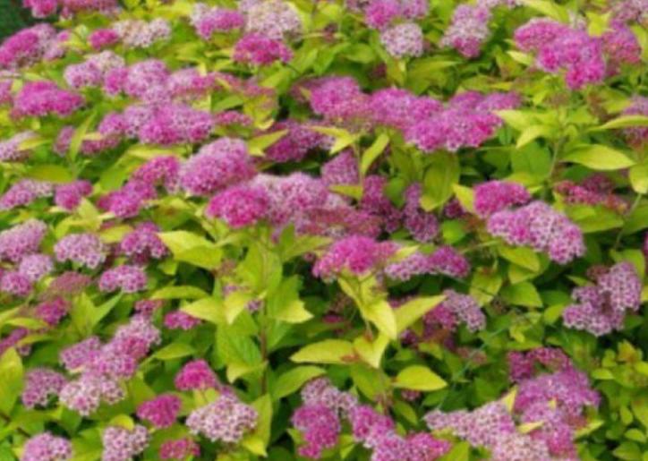 Спирея: как садить и ухаживать за этим растением