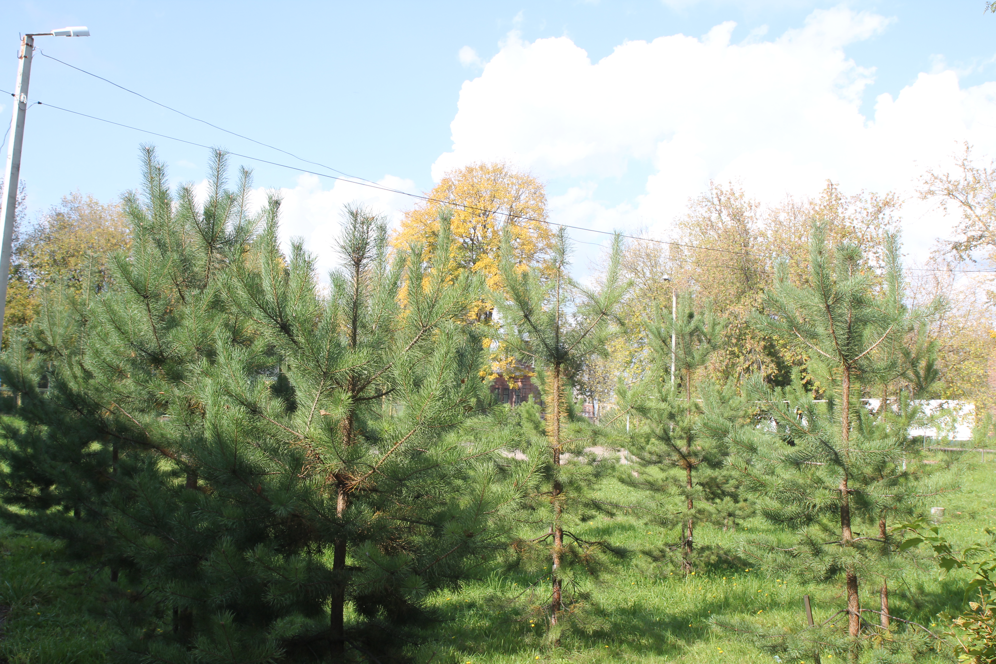 В лесах Ивановской области высажено более 12 млн сеянцев хвойных пород деревьев