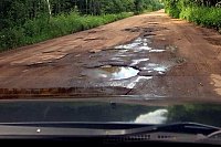 На обочине дороги Кинешма-Батманы обнаружен труп поросенка