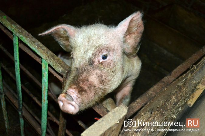 На территории Заволжского района зафиксирован случай заболевания африканской чумой свиней