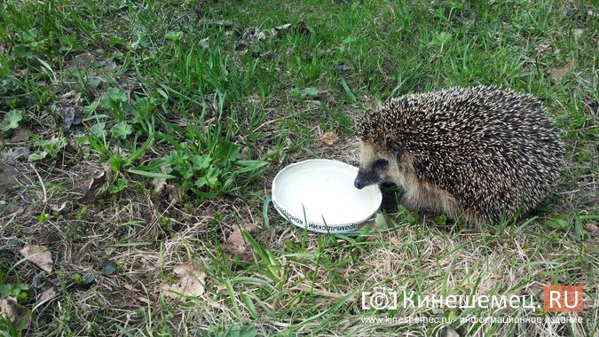 В одном из зоопарков Ивановской области жестоко обращались с животными