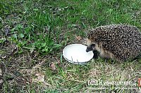 В одном из зоопарков Ивановской области жестоко обращались с животными