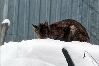 На улице Кинешмы поймали рысь