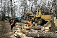 Коммунальщики очистили от аварийных деревьев улицу Кривоногова