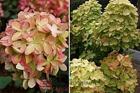 Как правильно выбрать саженцы гортензий в сад?