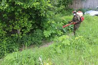 В Кинешме специализированная организация приступила к ликвидации борщевика