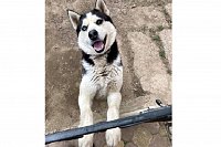 В Кинешме обещают вознаграждение за пропавшую хаски