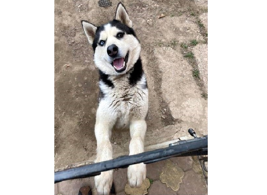 В Кинешме обещают вознаграждение за пропавшую хаски