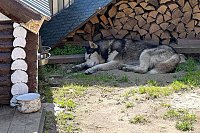 Сотрудники кинешемского «Водоканала» вернули хозяевам сбежавшую хаски