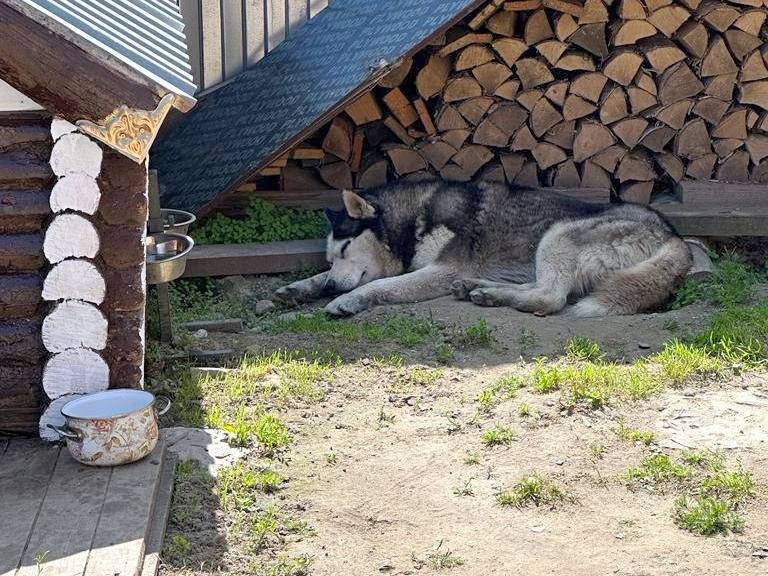 Сотрудники кинешемского «Водоканала» вернули хозяевам сбежавшую хаски