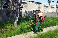 Сообщить о местах произрастания борщевика в Кинешме можно в УГХ