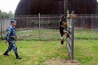 21 июня кинологи УФСИН отмечают профессиональный праздник