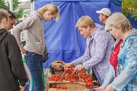 На фестивале в Подозерском Комсомольского района продали около 4 тонн клубники