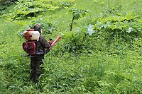 От борщевика Сосновского в Ивановской области обработано более 1,4 тыс. гектаров земель