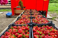 В Ивановской области растет производство ягод